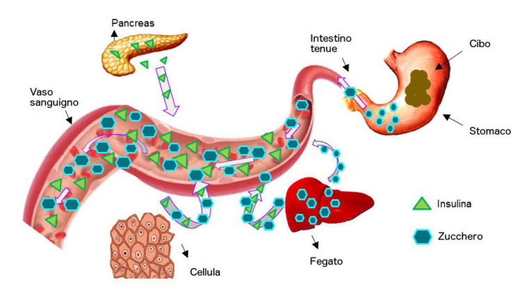 insulina